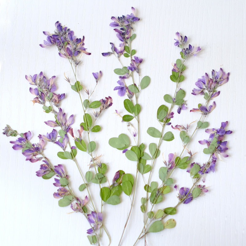 6pcs,nature Lespedeza Formosa  - огляд і ціна Resin Art And Jewelry