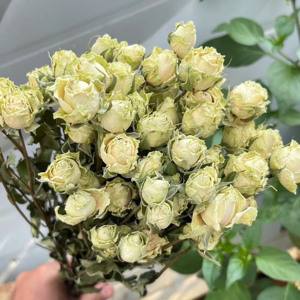 Natural Dried Rose Flower Bouq - огляд і ціна Resin Art For Rose